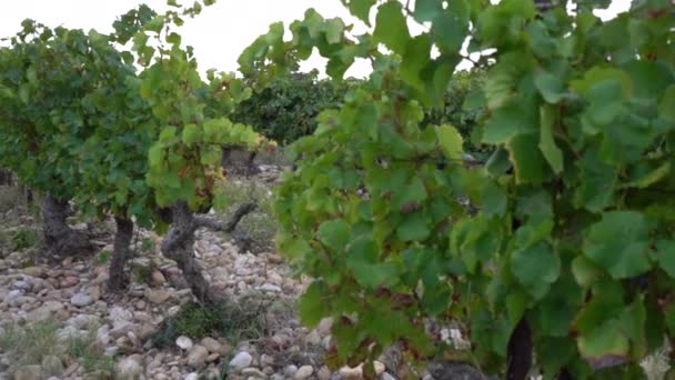 Pan Left Révèle Vignoble Rocheux Provence Avec Travailleur Récoltant Des — Video