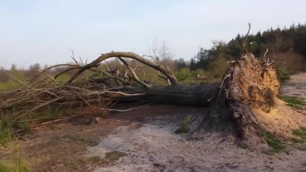 Drone Schot Van Een Omgevallen Boom Nog Steeds Liggend Grond — Stockvideo