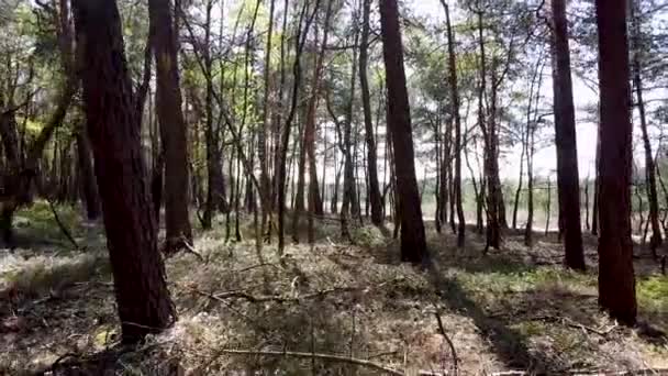 Tiro Dron Bosque Liso Atravesando Los Árboles — Vídeos de Stock