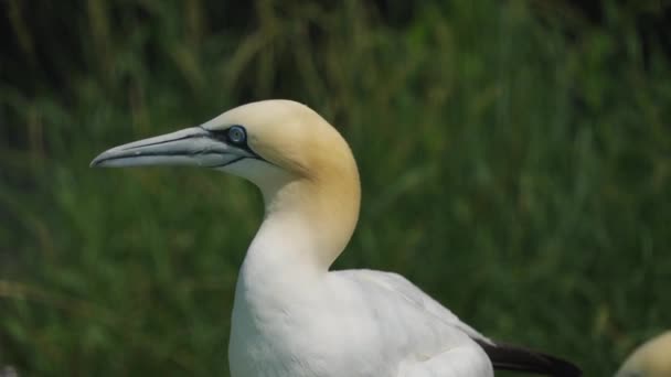 Északi Gannet Stretching Nyak Szétterülő Szárnyak — Stock videók