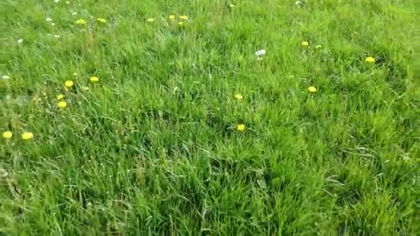 Backwards Moving Shot Grass Dandelions — Stock Video