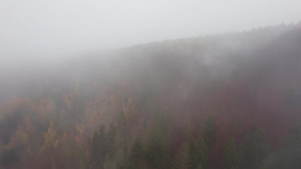 Latanie Przez Gęstą Mgłę Zimny Jesienny Poranek Nad Kolorowymi Drzewami — Wideo stockowe
