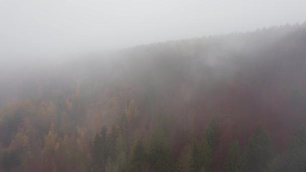 Voler Travers Brouillard Épais Par Matin Automne Froid Dessus Arbres — Video