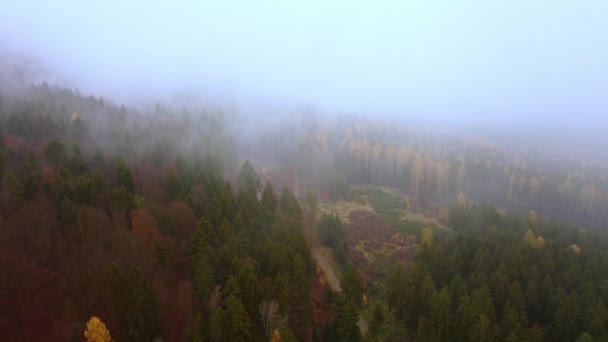 Αεροφωτογραφία Από Drone Φυλλοβόλο Και Κωνοφόρο Δάσος Πολύχρωμα Φύλλα Και — Αρχείο Βίντεο