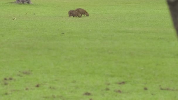 Prise Vue Statique Pelouse Avec Capybaras Mangeant Délai Imparti — Video