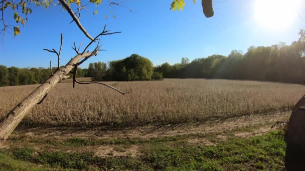 伊利诺伊州中部阳光普照的秋天里 一片大豆地正准备收获 一片被木材包围的田地 农业和收获的概念 — 图库视频影像