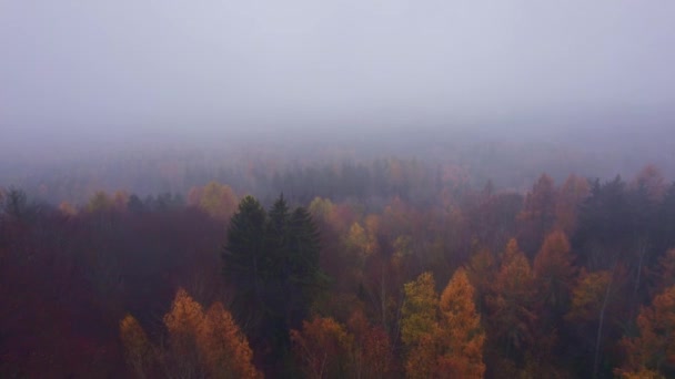 Vista Aérea Colorido Bosque Caducifolio Volando Colina Abajo Niebla Clima — Vídeo de stock