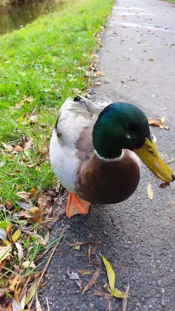 Canard Canard Sur Trottoir Parc Vidéo Verticale — Video