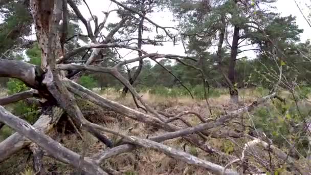 Drohne Schoss Der Natur Durch Äste — Stockvideo