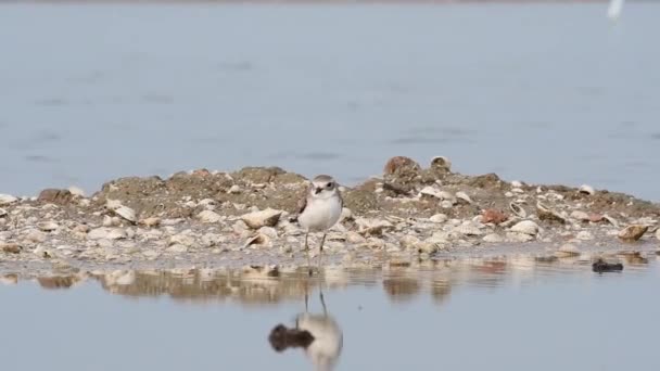 Visto Apenas Uma Salpa Olhando Redor Plover Rosto Branco Charadrius — Vídeo de Stock