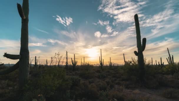 Calendário Pôr Sol Atrás Cactos Saguaro Uma Paisagem Ocidental Parque — Vídeo de Stock