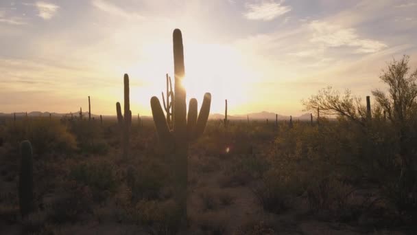 アリゾナ州サガロ国立公園の背景に美しい夕日を背景にしたサガロサボテンの上への動きが遅い4K — ストック動画