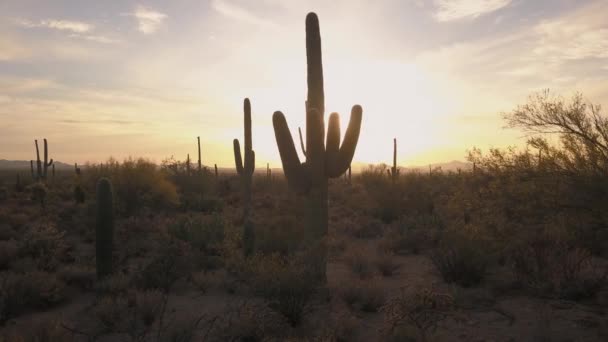 Postranní Snímek Kaktusu Saguaro Středozápadní Krajině Krásným Západem Slunce Pozadí — Stock video