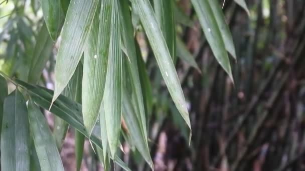 Atmosfera Imagens Tropicais Bambu Deixa Vídeos Câmera Movimento Através Folhas — Vídeo de Stock