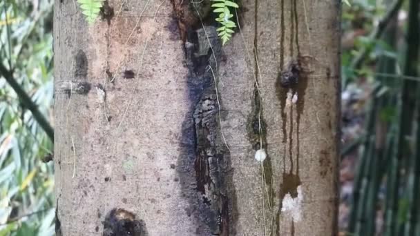 Wildpflanzenparasit Klammert Sich Baum — Stockvideo