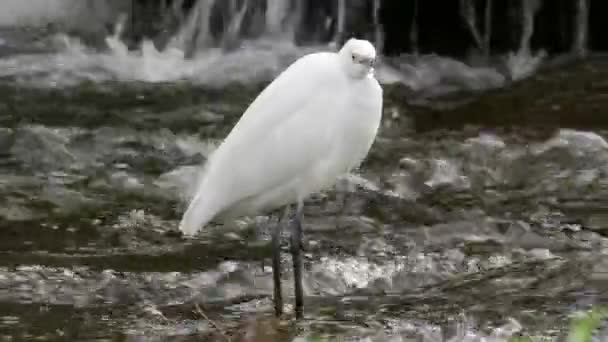 White Little Egret Ardeidae Garzetta Pie Pesca Aguas Poco Profundas — Vídeo de stock