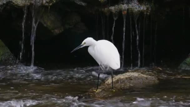 White Little Egret Ardeidae Garzetta Jakt Forsar Snabbflytande Yangjae Stream — Stockvideo