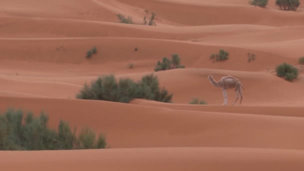 Velbloudi na nekonečné zlaté písečné duny pouště Sahara v Maroku. - Široký záběr