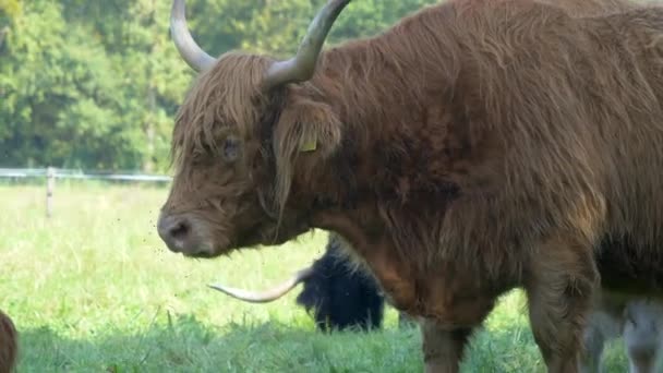 晴れた日に牧草地で毛深い茶色のハイランド牛の放牧のショットを閉じる 頭の周りを飛んで飛ぶ — ストック動画