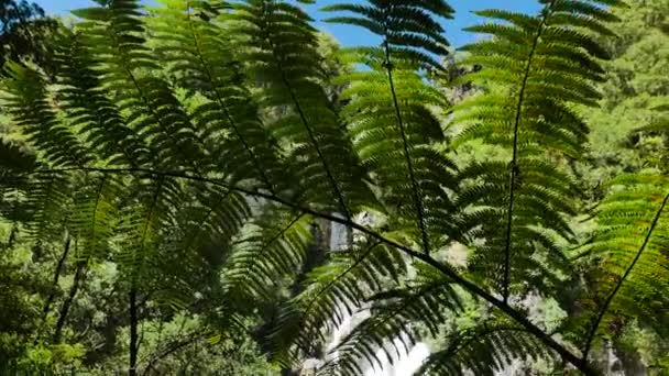 緑の葉と背景に滝を振りかける美しいシダの木 国立公園 ニュージーランド パンショット — ストック動画