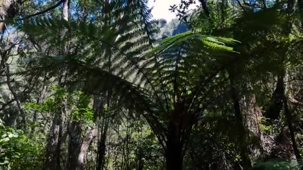 ニュージーランドで晴れた日にシダの木が成長している鬱蒼とした森のショットを閉じる — ストック動画