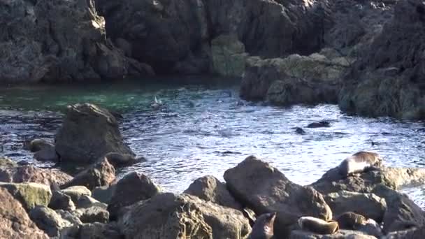 Weitwinkelaufnahme Zeigt Glückliche Gruppe Von Robbenkolonien Die Wasser Und Kühlung — Stockvideo