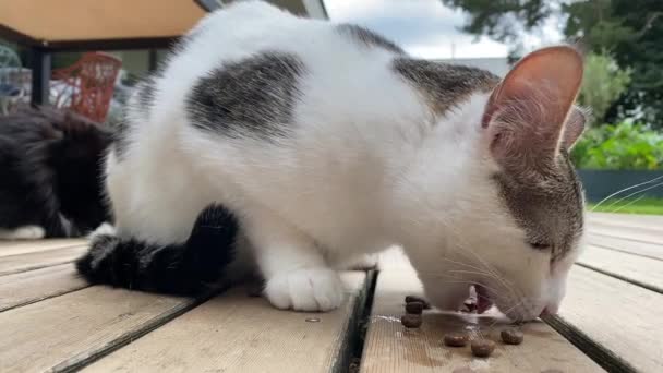 昼間に庭の木のテラスで屋外で猫食を食べるかわいい猫のショットを閉じる — ストック動画