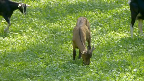 Foto Câmera Lenta Cabras Valais Cor Marrom Preta Pastando Pastagem — Vídeo de Stock