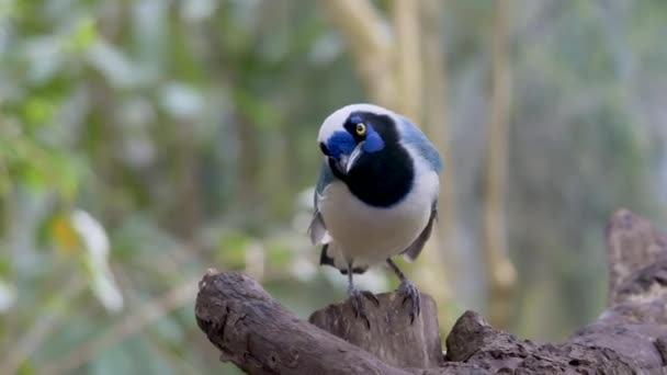 Mooie Blauwe Vogel Neergestreken Hout Overdag Kijkend Jungle Green Jay — Stockvideo