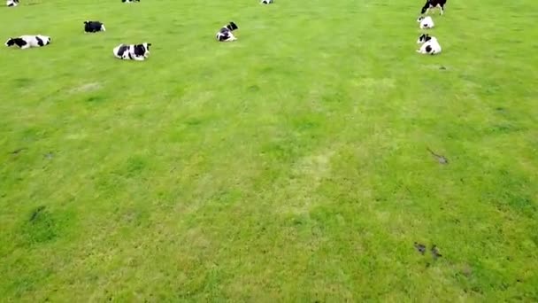 向前移动的无人驾驶飞机在一个大草坪上拍摄奶牛 — 图库视频影像