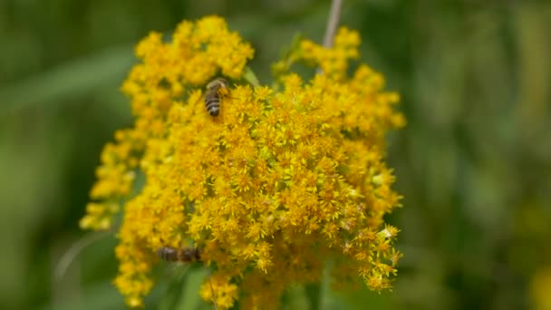 Agresivní Roj divokých včel sála nektar žlutého květu na slunci - Detailní záběr v divočině