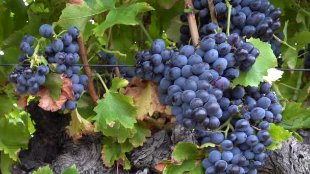 Gezonde Druiven Klaar Worden Geoogst Een Franse Wijngaard Met Mediterrane — Stockvideo