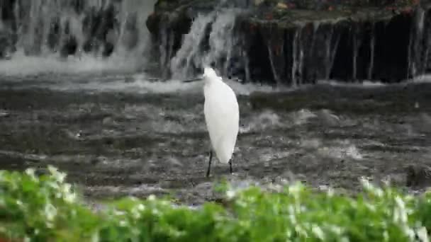 Fehér Kis Egret Ardeidae Garzetta Áll Zuhogó Yangjae Patak Kis — Stock videók