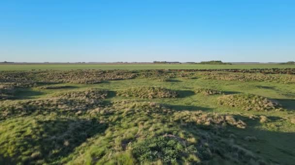 Field Grassy Sand Dunes Pampa Argentina Wide Forward Aerial — Stock Video