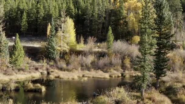 Scenic Drone Footage Der Herbstfarben Und Der Espenbäume Die Sich — Stockvideo