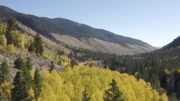 Scenic Drone Kuvamateriaalia Syksyn Värit Haapa Puut Muuttuvat Vuoristosolassa Colorado — kuvapankkivideo