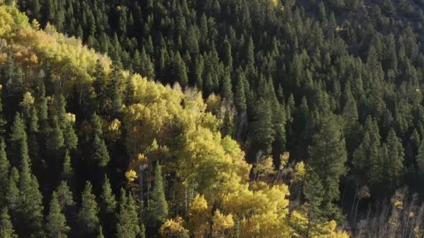 Scenic Drone Footage Der Herbstfarben Und Der Espenbäume Die Sich — Stockvideo