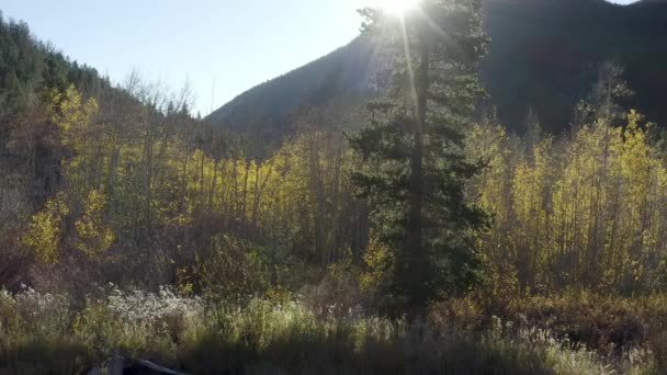 Scénická Drone Záběry Podzimních Barev Osikových Stromů Měnících Horském Průsmyku — Stock video