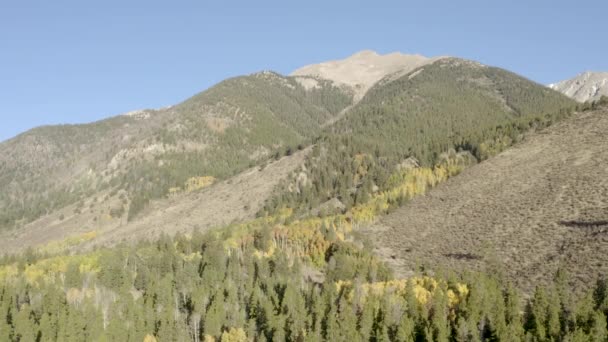 Scenic Drone Filmato Dei Colori Autunnali Gli Alberi Pioppo Tremulo — Video Stock