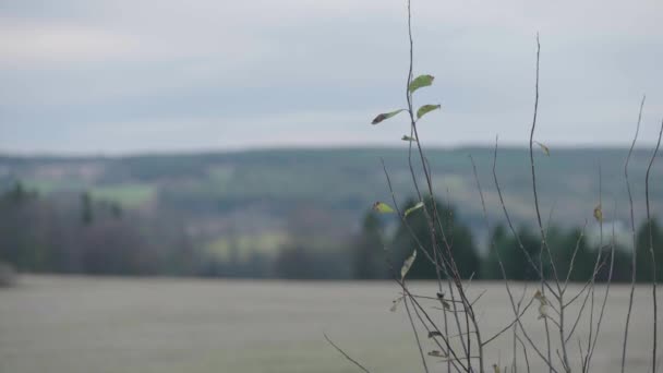 Paisaje Escandinavo Sereno Campos Agrícolas Otoño Profundidad Del Cambio Enfoque — Vídeo de stock