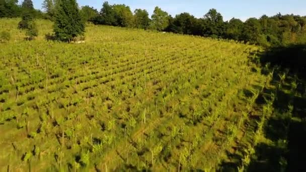 イタリアのピエモンテ州にあるワインヤードの木やブドウの植物の上空からの眺め ドローン撮影 — ストック動画