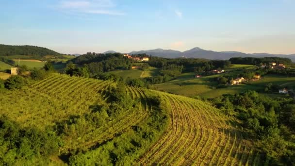 Flygdrönare Utsikt Över Soliga Vinplantor Planteringar Solig Kväll Italien — Stockvideo