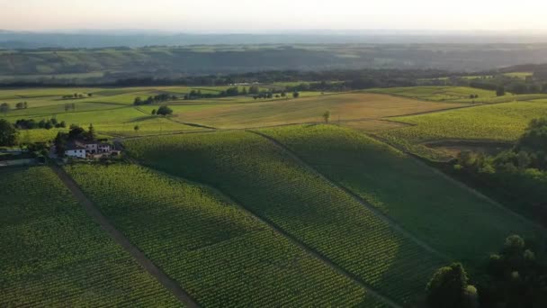 イタリアの田舎で日光の当たるブドウ畑を見下ろす空中ビュー ドローンショット — ストック動画