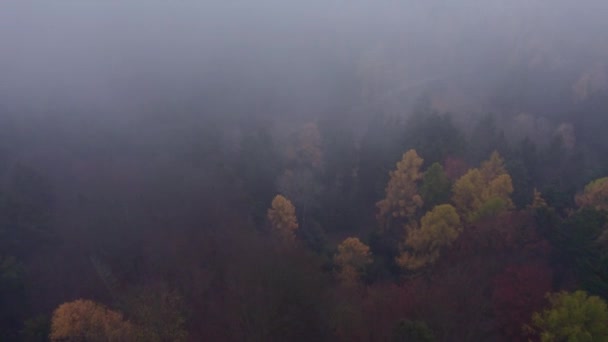 Misterioso Bosque Niebla Después Una Mañana Lluviosa Con Árboles Coloridos — Vídeos de Stock