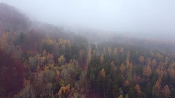 Lot Dronem Nad Pięknym Lasem Pełnym Drzew Liściastych Mglisty Jesienny — Wideo stockowe