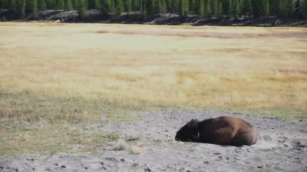 Bison Bull Rusten Dirt Het Grazen Zonnige Dag Yellowstone National — Stockvideo
