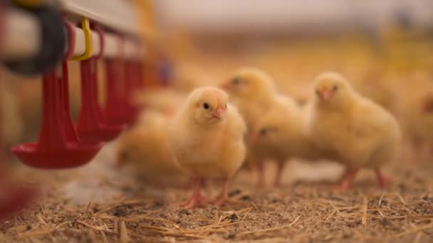Neugierige Und Verschwommene Junge Hühner Stall — Stockvideo