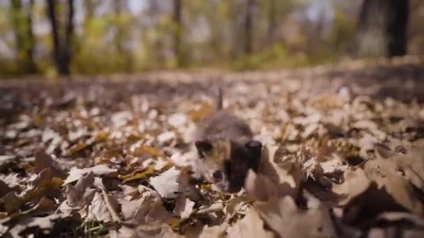 Young Three Week Old Kitten Walking Leaves Fall Sunshine — Stock Video