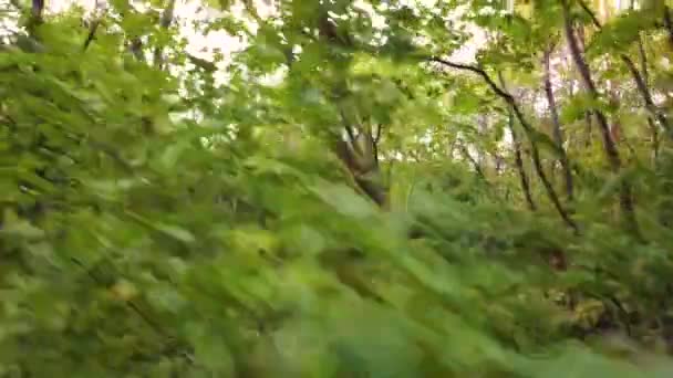 Dolly Neergeschoten Boven Bomen — Stockvideo