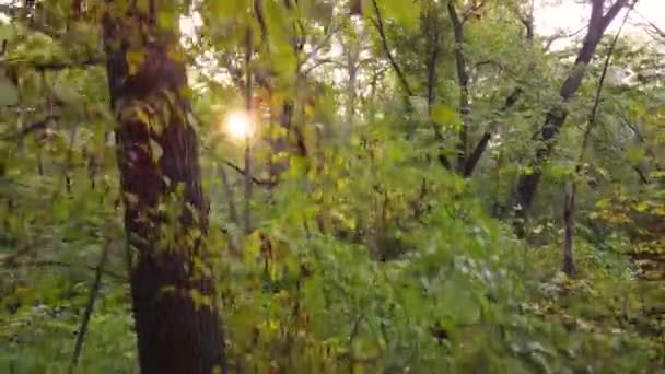 Sluneční Světlo Přes Listí Lese — Stock video